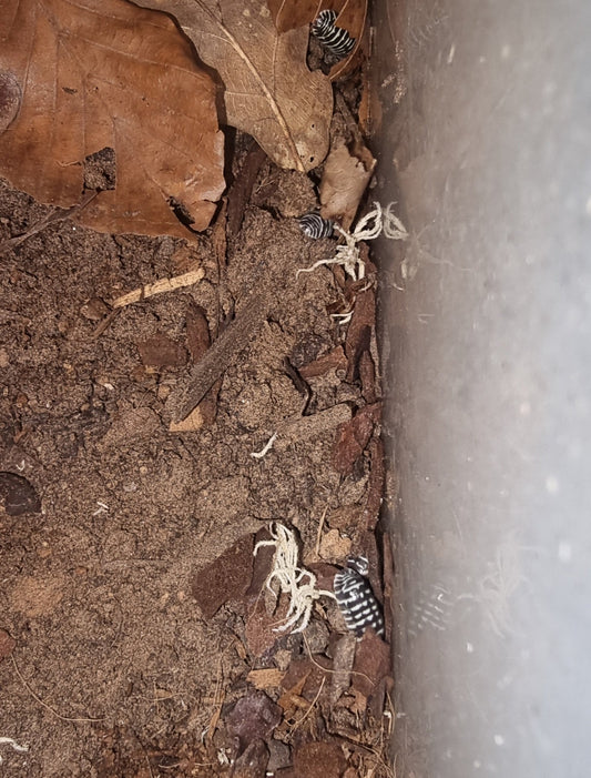 Zebra isopods