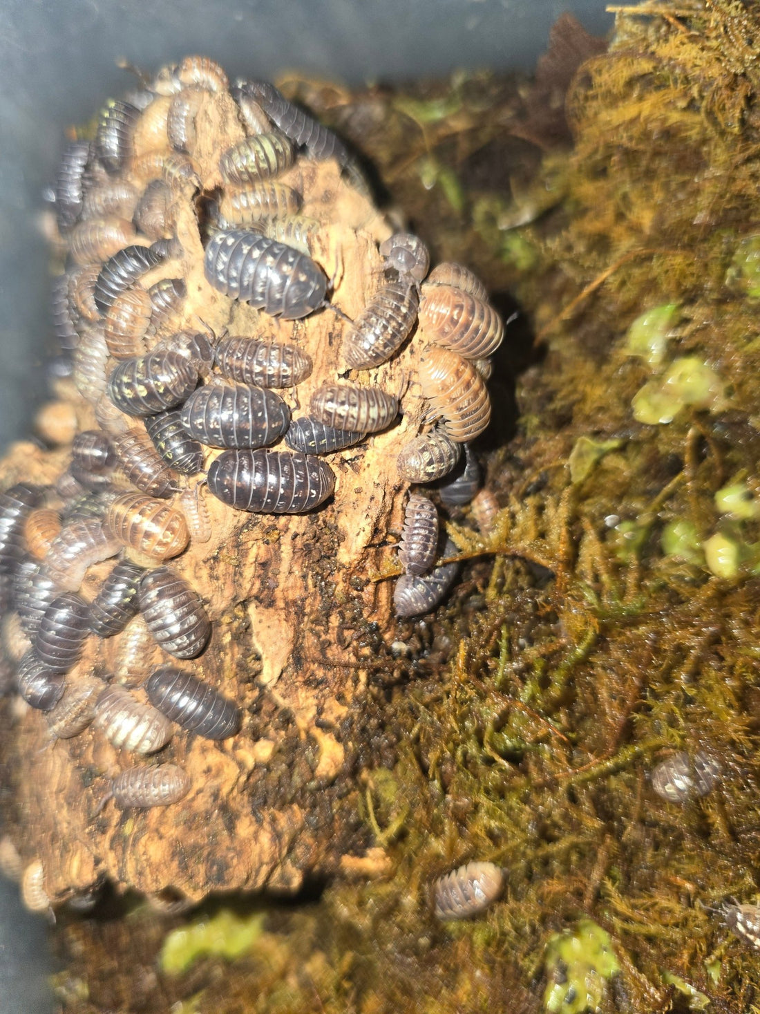 Jelly bean isopods