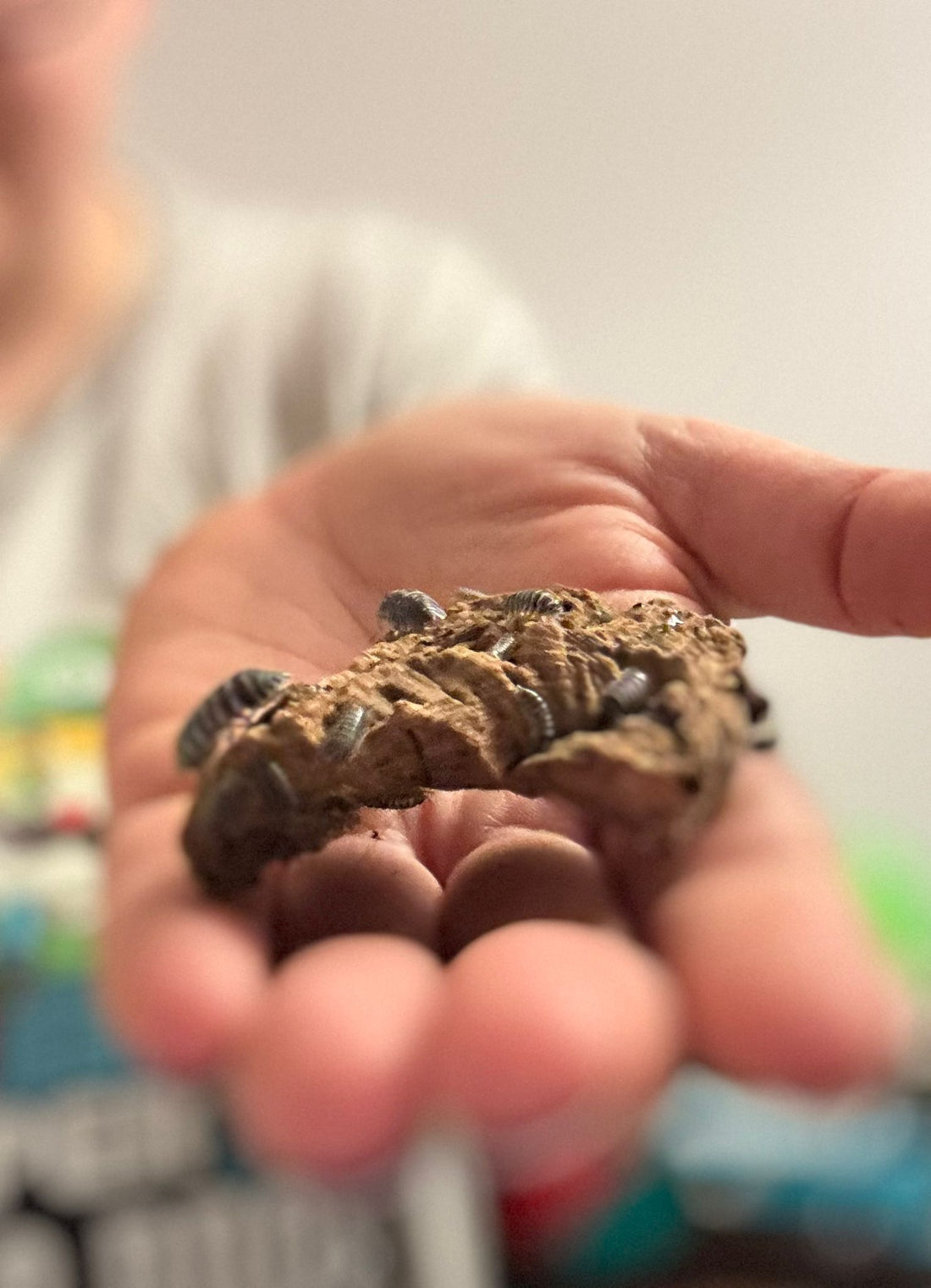 Isopods on cork bark