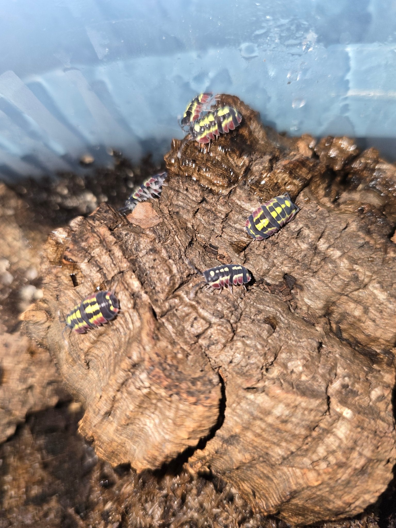 Caring for Merulanella Isopods - Isopods For Sale UK I PostPods