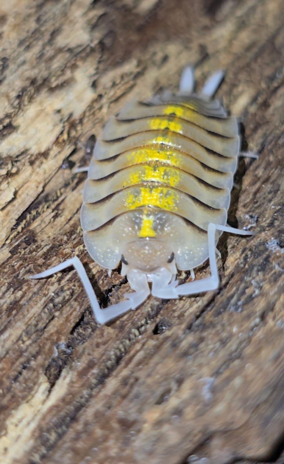 The Beginner’s Guide to Keeping Isopods in the UK - Isopods For Sale UK | PostPods