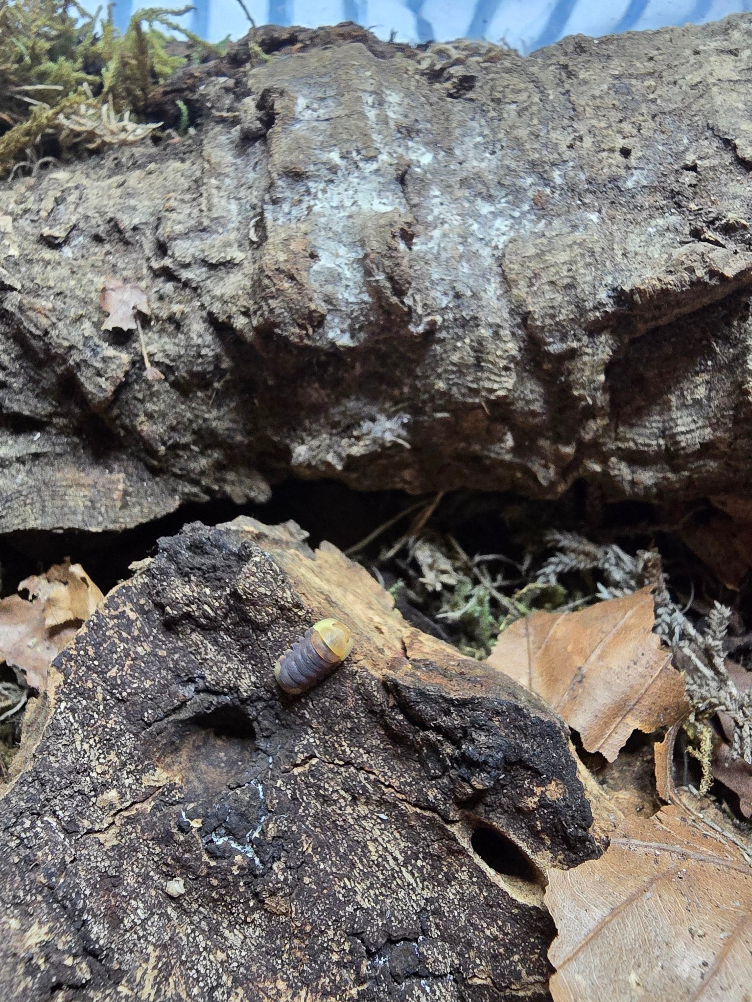 Rubber Ducky Isopod Care - Isopods For Sale UK | PostPods