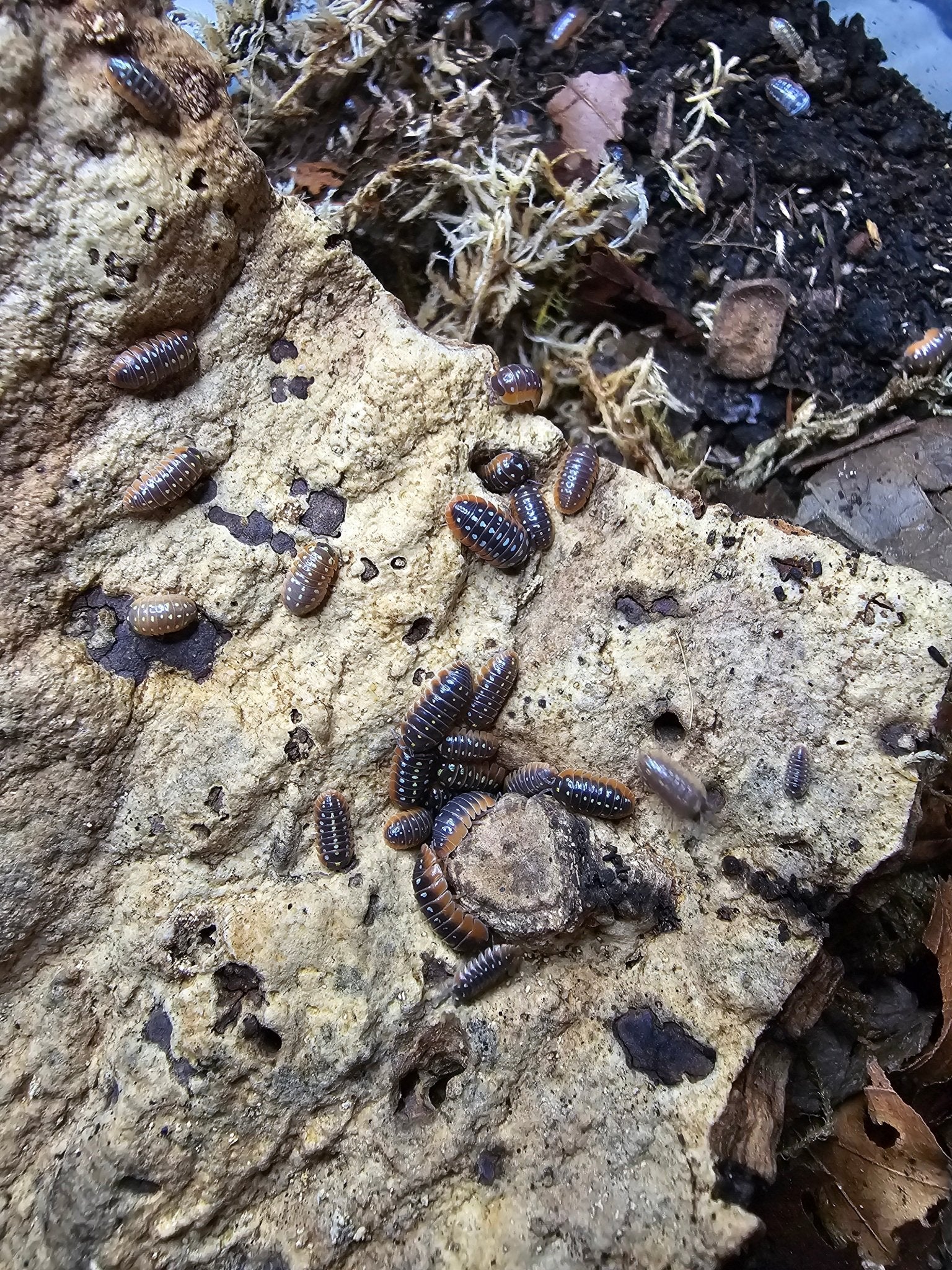 Clown Isopod Care - Isopods For Sale UK | PostPods