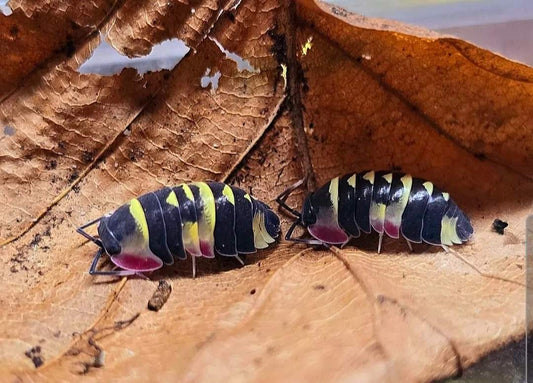 Meururella yellow arrow isopods