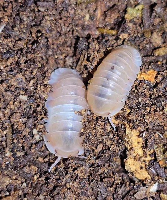 Cubaris sp. Pink panda isopods