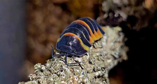 Merulanella sp. Ember bee isopod