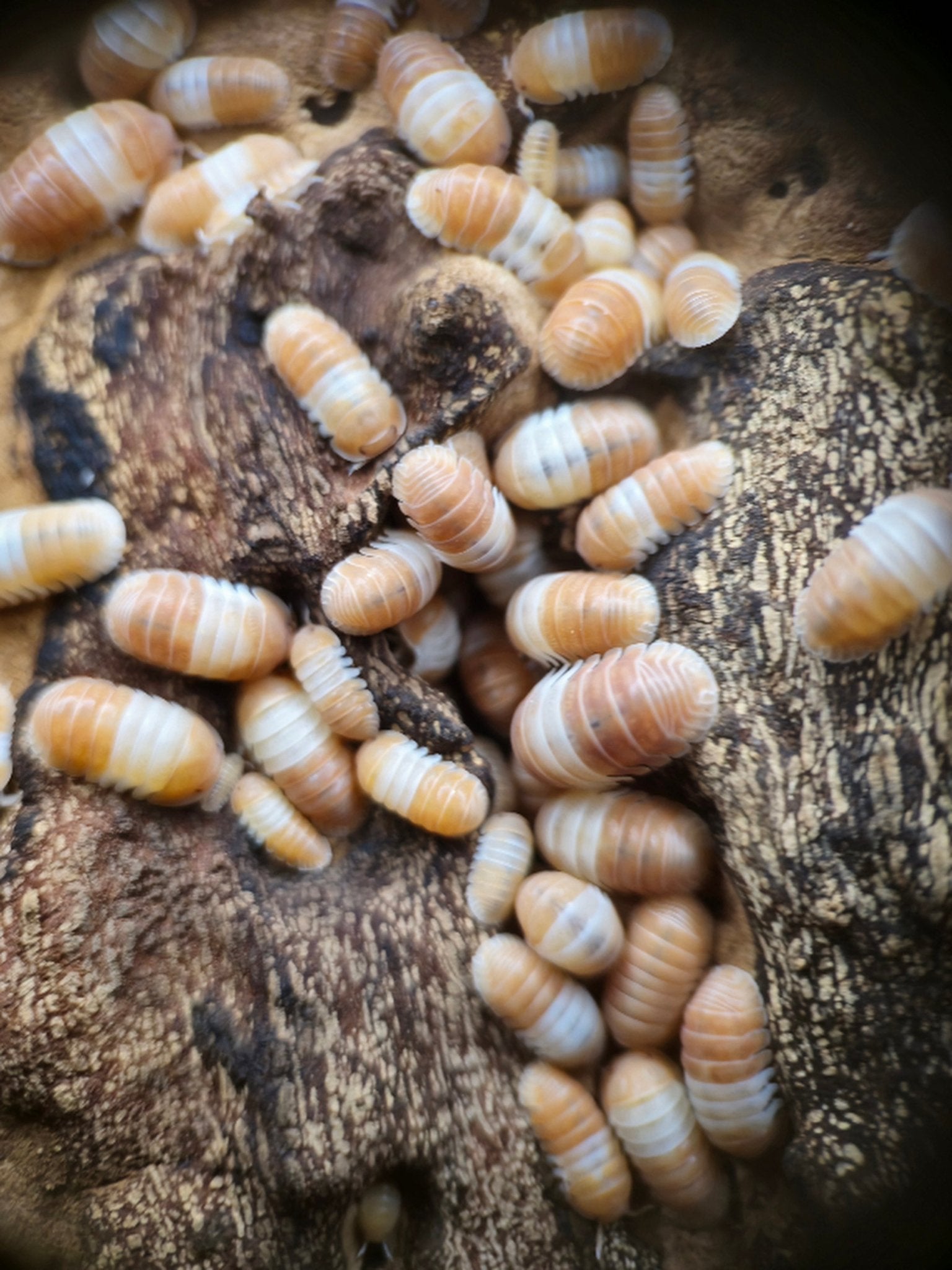 Limestone for Isopods - Isopods For Sale UK I PostPods