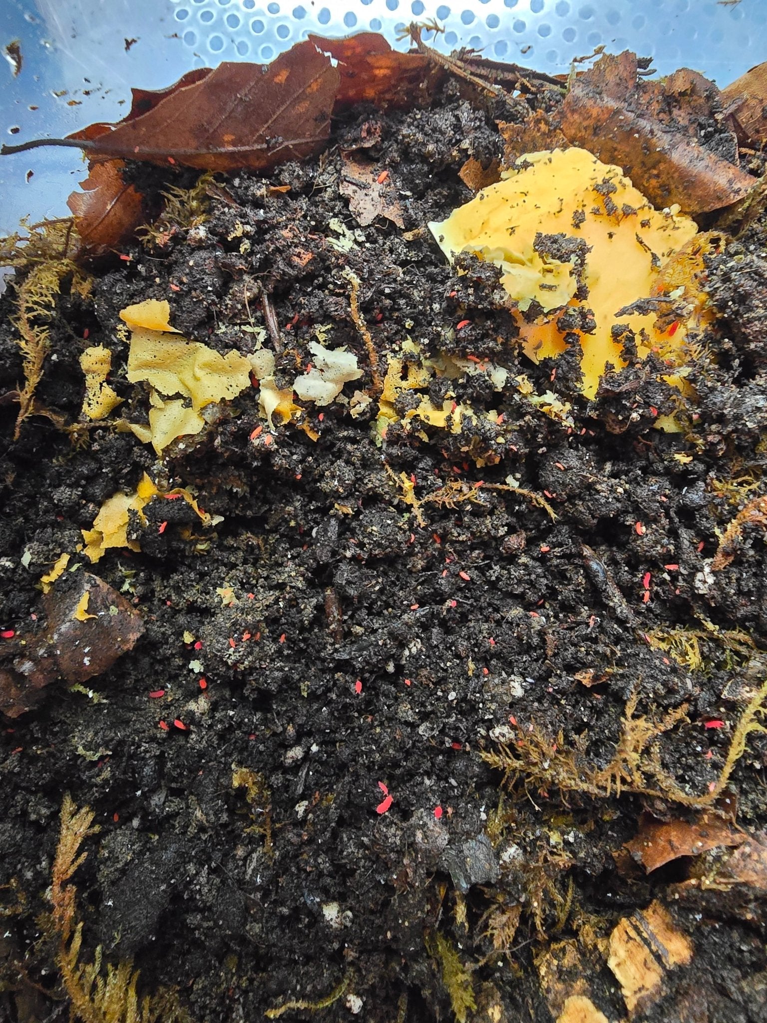 Care Guide For Keeping Thai Red Springtails: Order Collembola - Isopods For Sale UK | PostPods