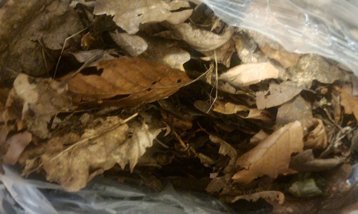 Do Isopods Eat Leaves? A Guide to Feeding Your Isopods Leaf Litter - Isopods For Sale UK | PostPods