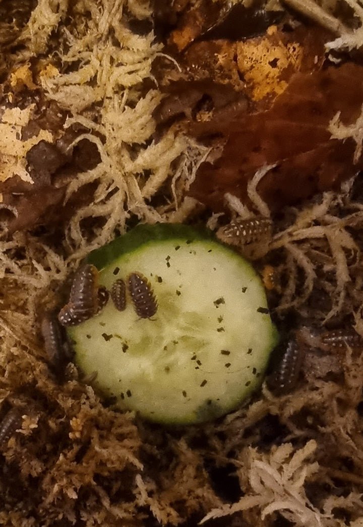 Isopod heating requirements - Isopods For Sale UK | PostPods