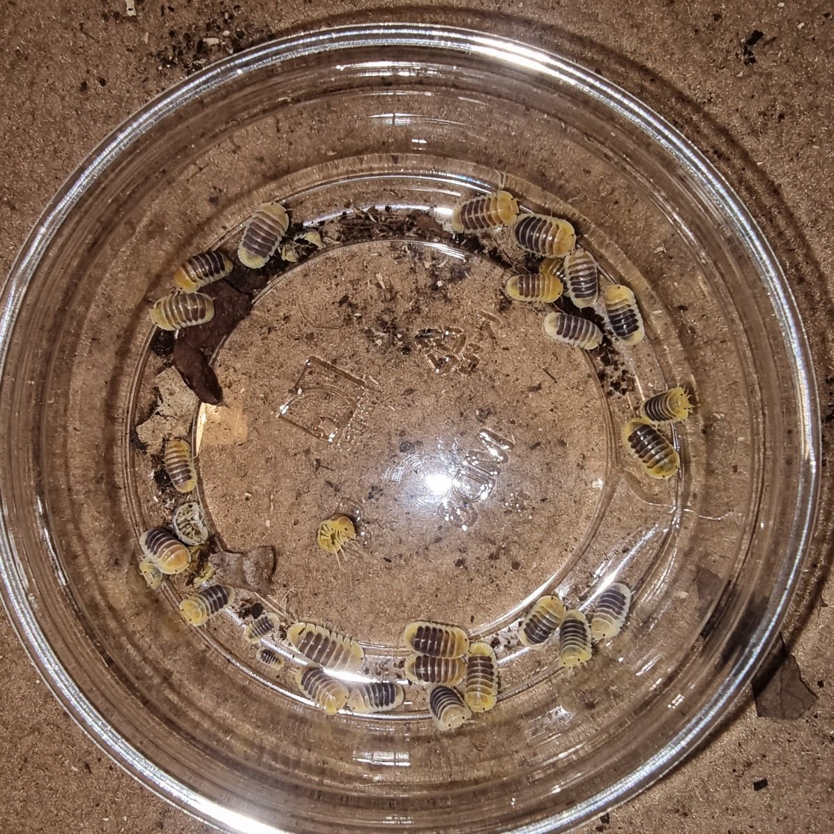 Keeping isopods at room temperature - Isopods For Sale UK | PostPods