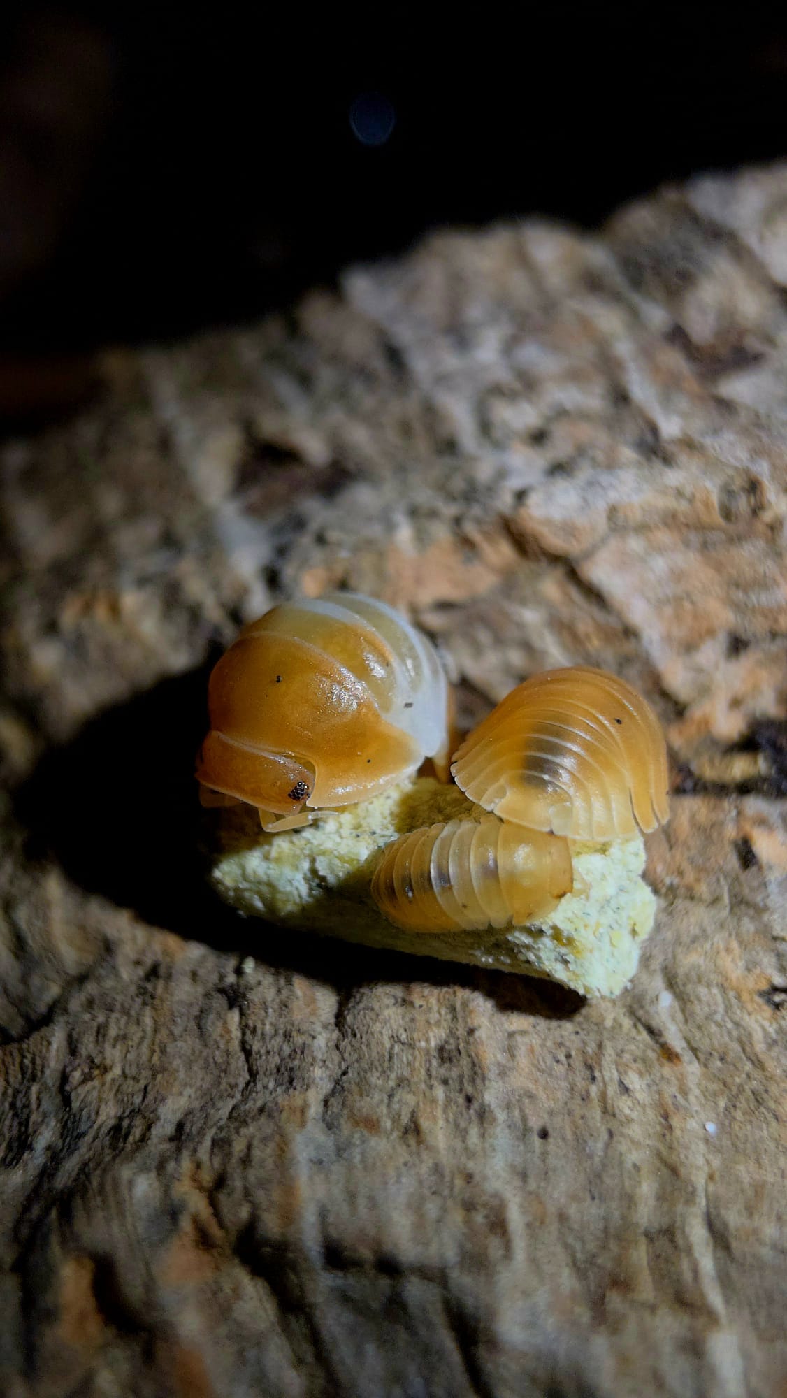 The Complete Beginner's Guide to Keeping Isopods in the UK - Isopods For Sale UK | PostPods