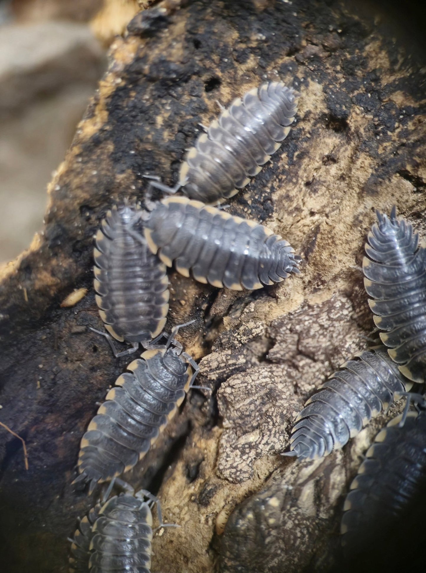 T Caucasius Isopods For Sale