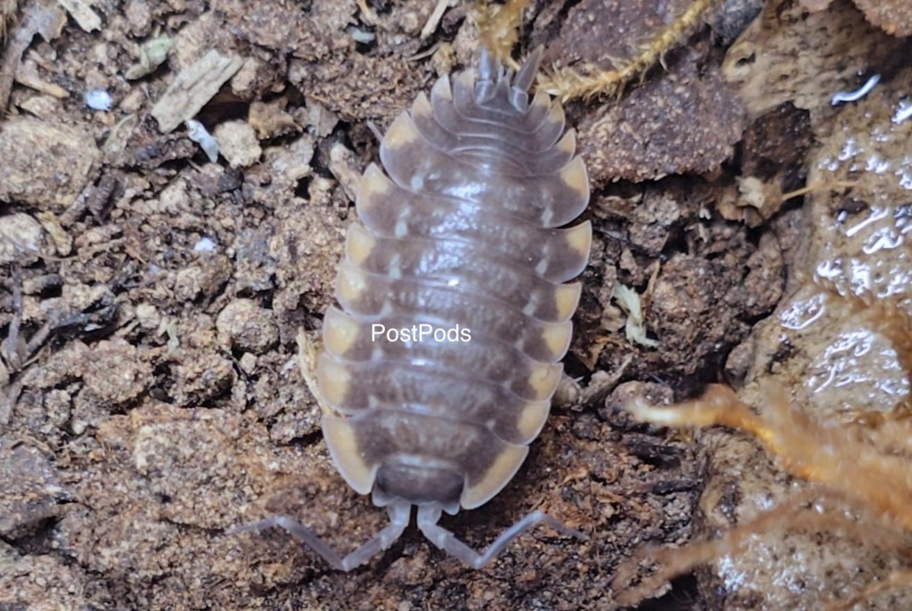 isopod for sale uk