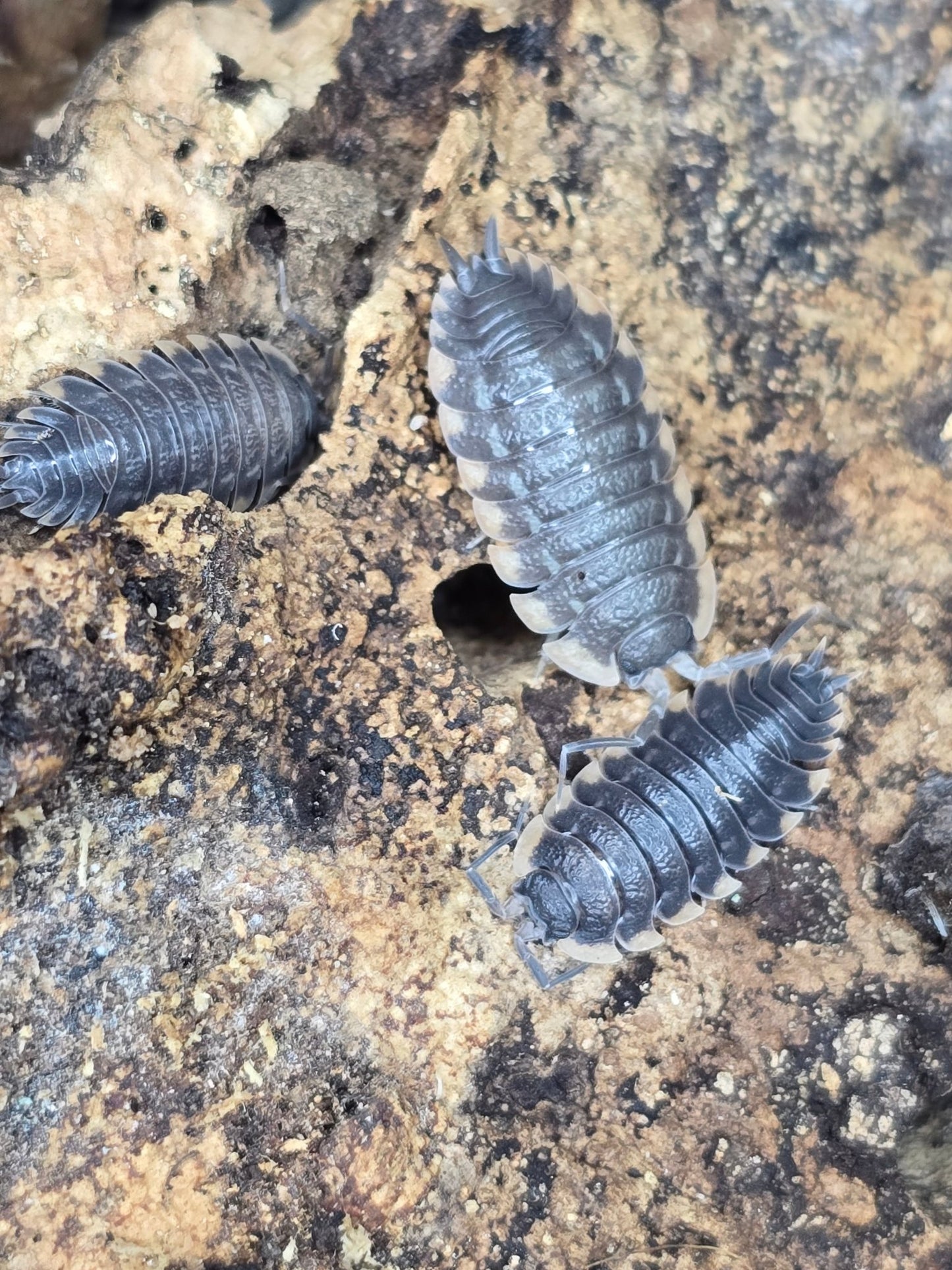 Isopods for sale uk