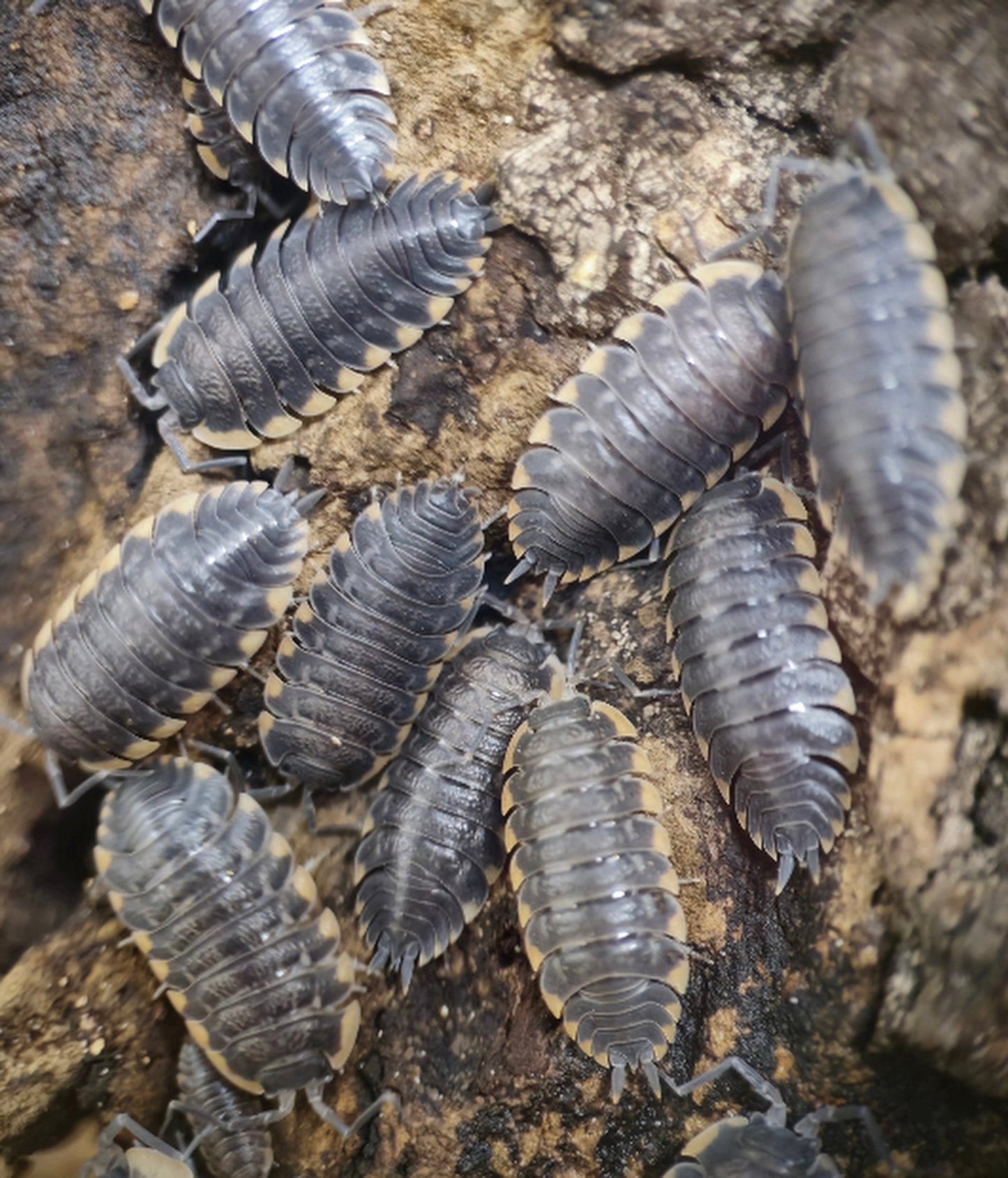 Trachelipus Caucasius Isopods For Sale