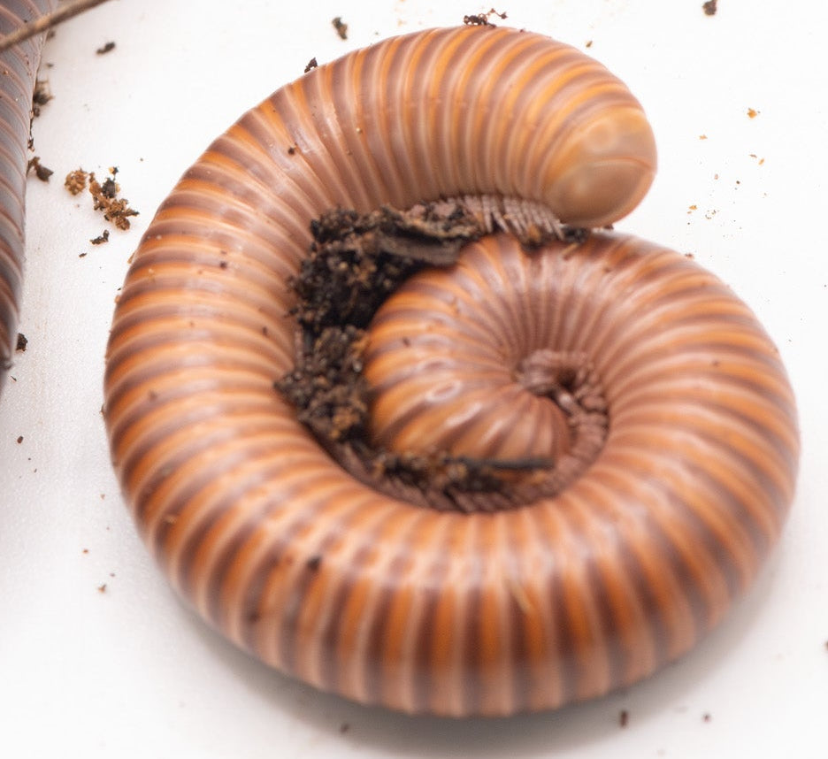 Delta Banded millipede (Ophistreptus Sp)