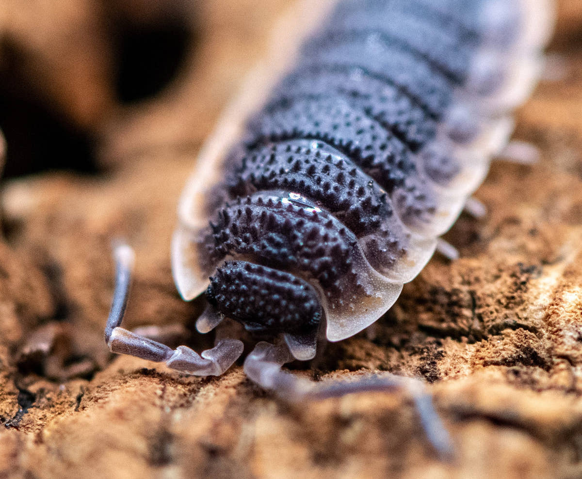 Porcellio echinatus red edge isopod close up on orange cork bark