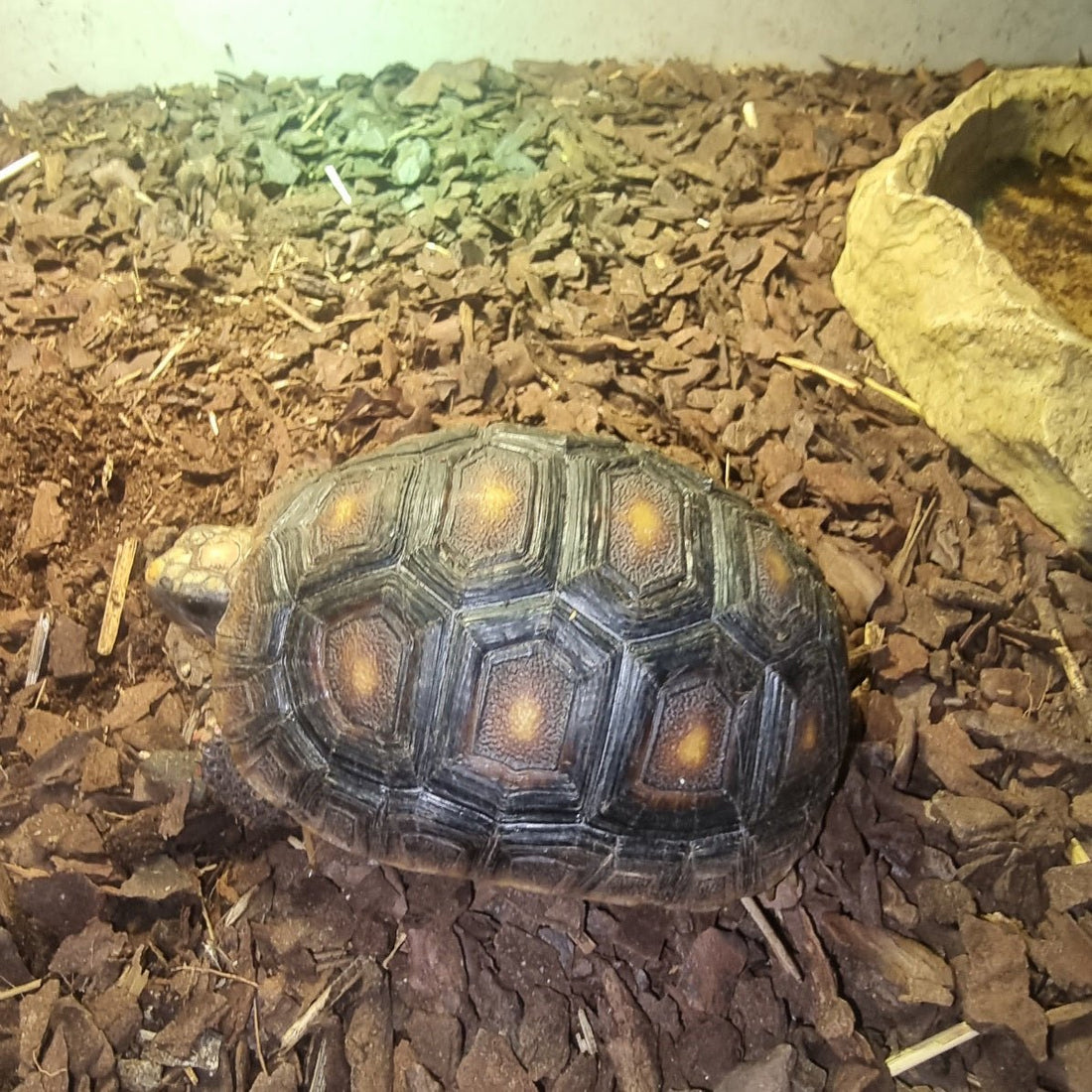 Kurtle the redfoot tortoise