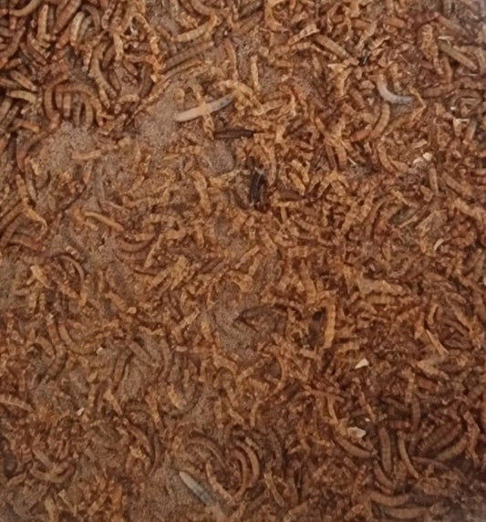 Mealworm sheddings