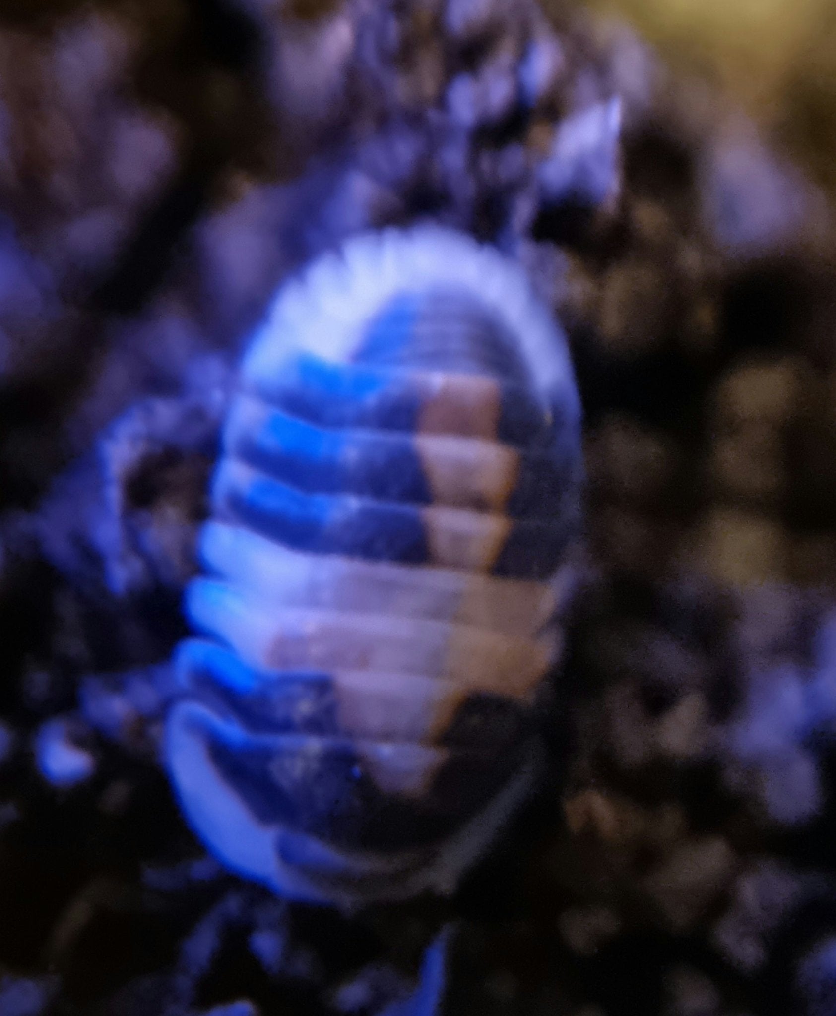 Keeping Isopods With Live Plants - Isopods For Sale UK I PostPods
