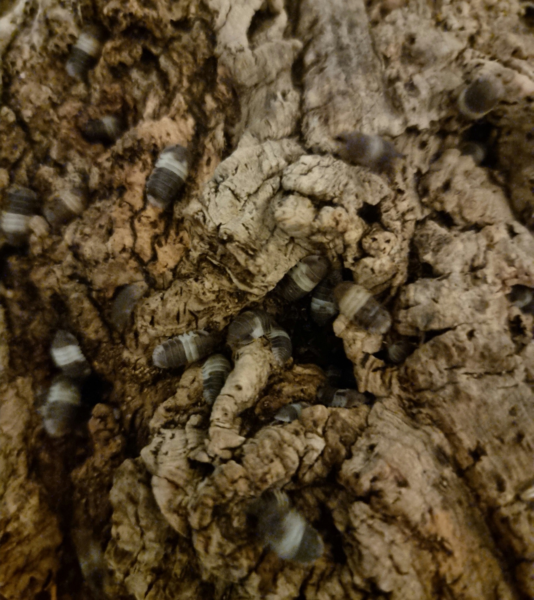 Isopods for sale