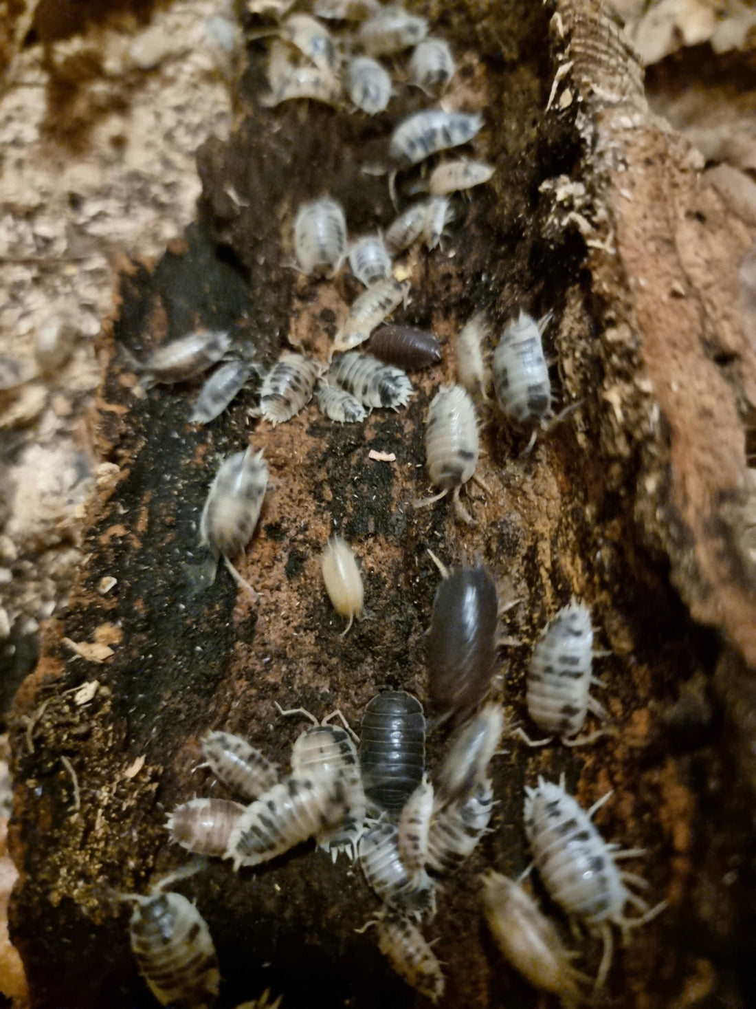 Isopods for sale uk