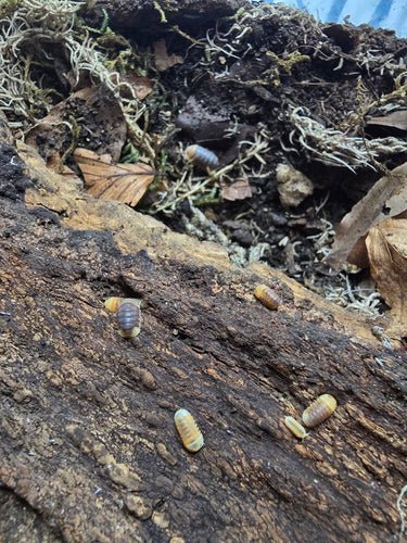 Rubber ducky isopods