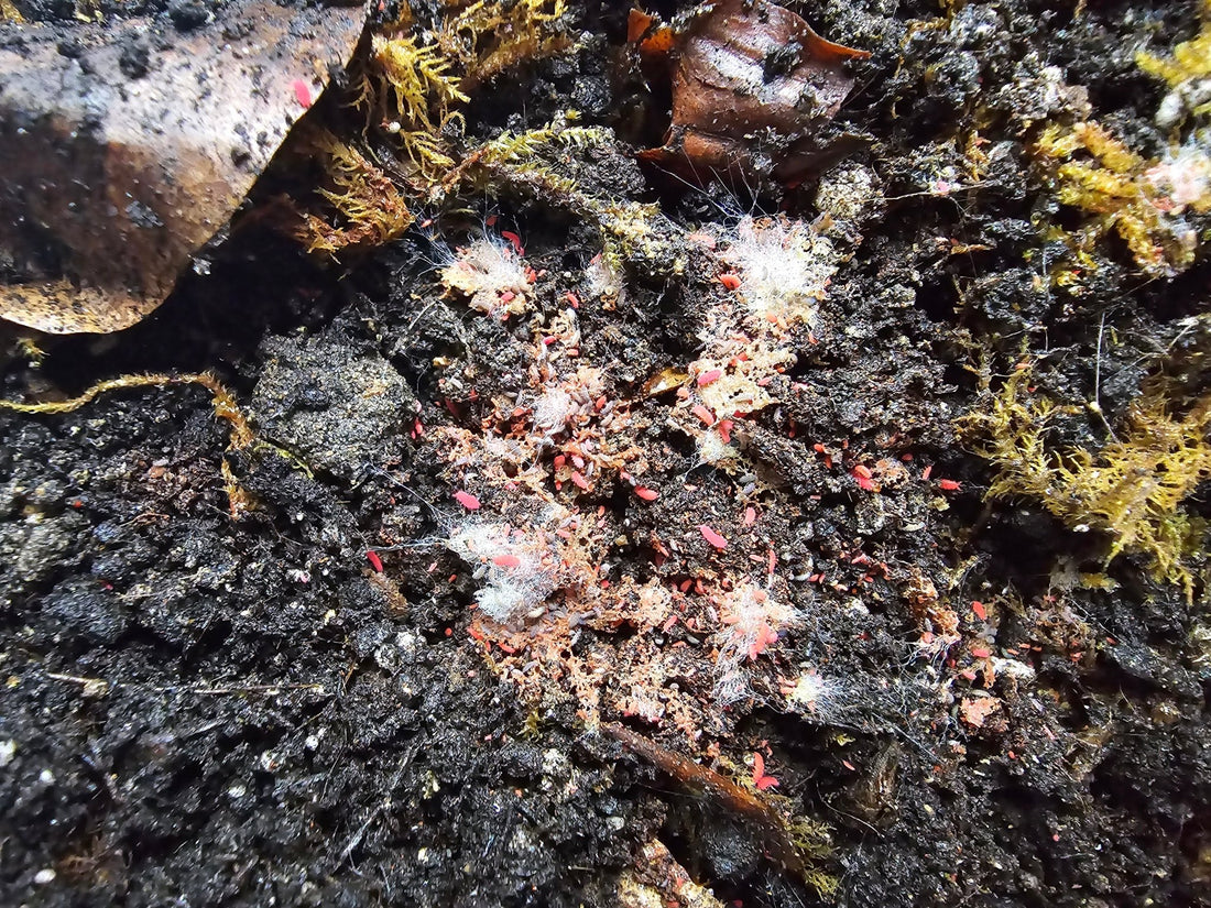 Thai red springtails