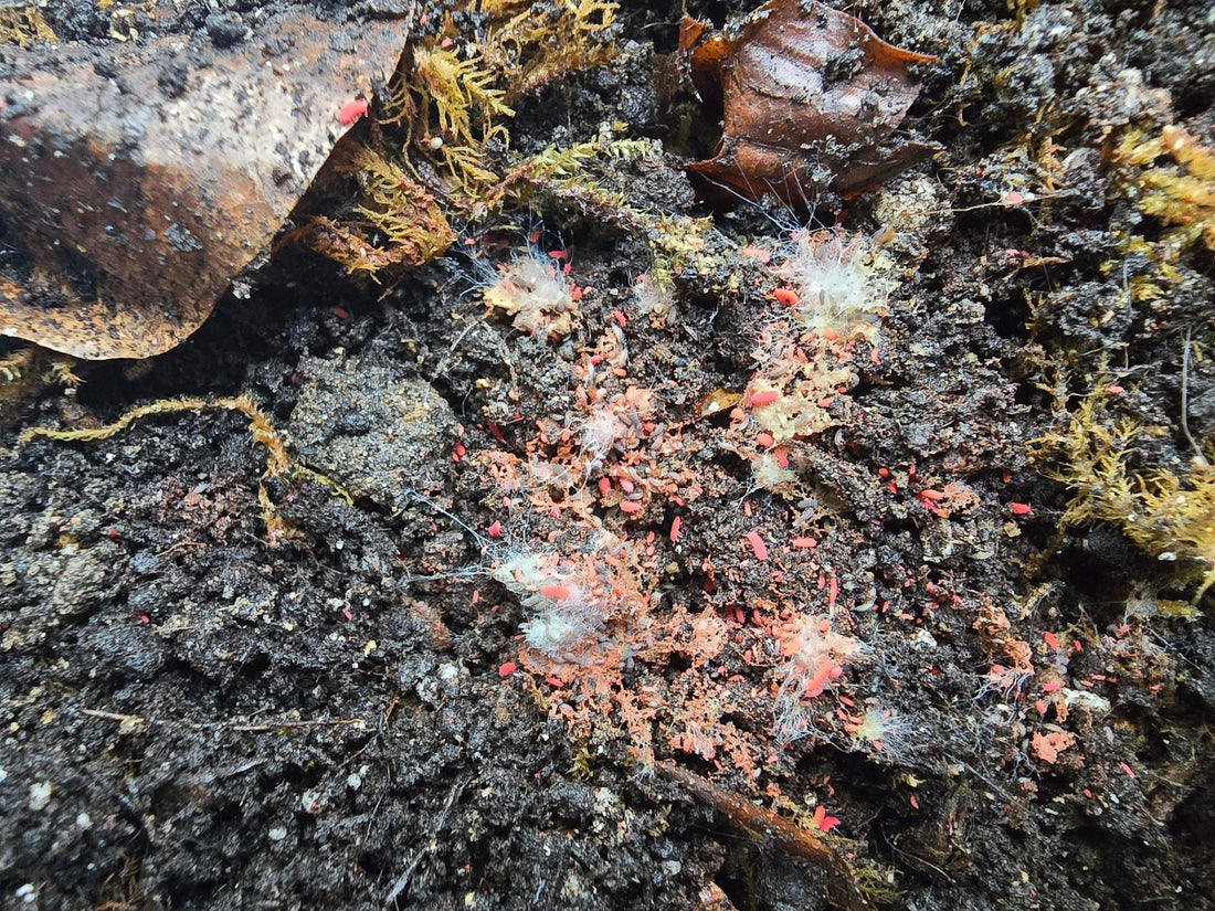 Thai red springtails