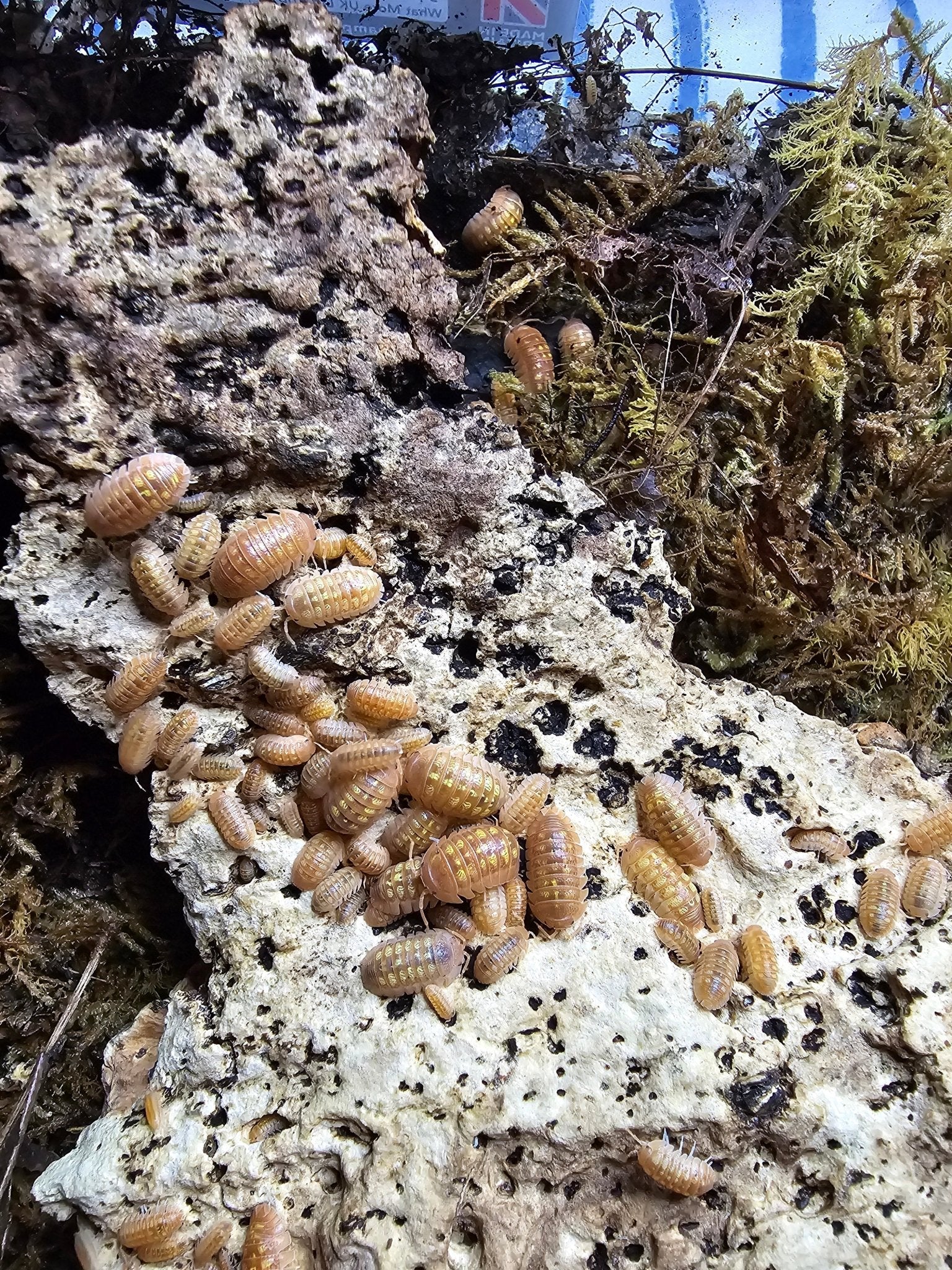 Granulatum  orange isopods