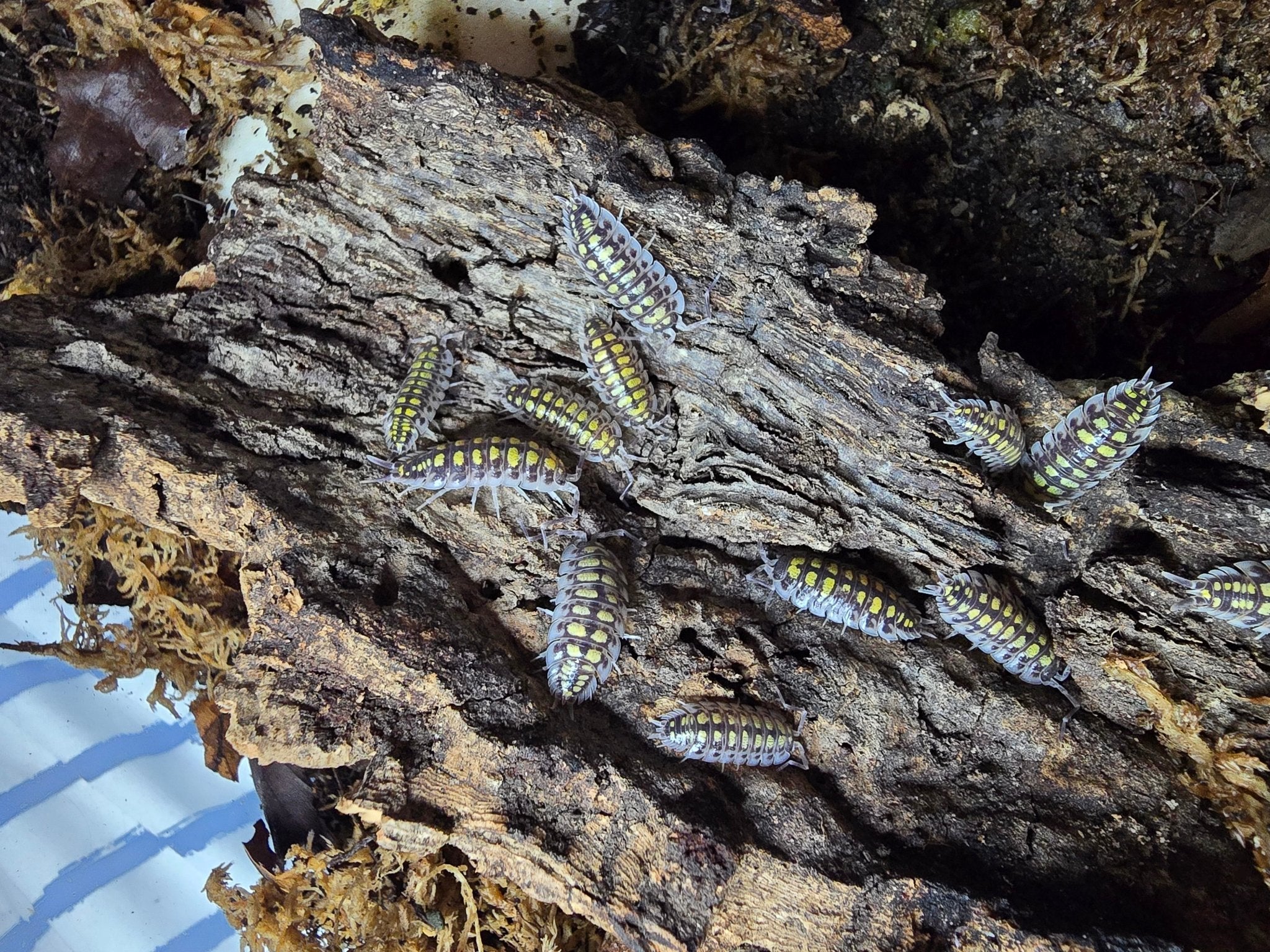 Feeding Isopods Milled Oats - Isopods For Sale UK I PostPods