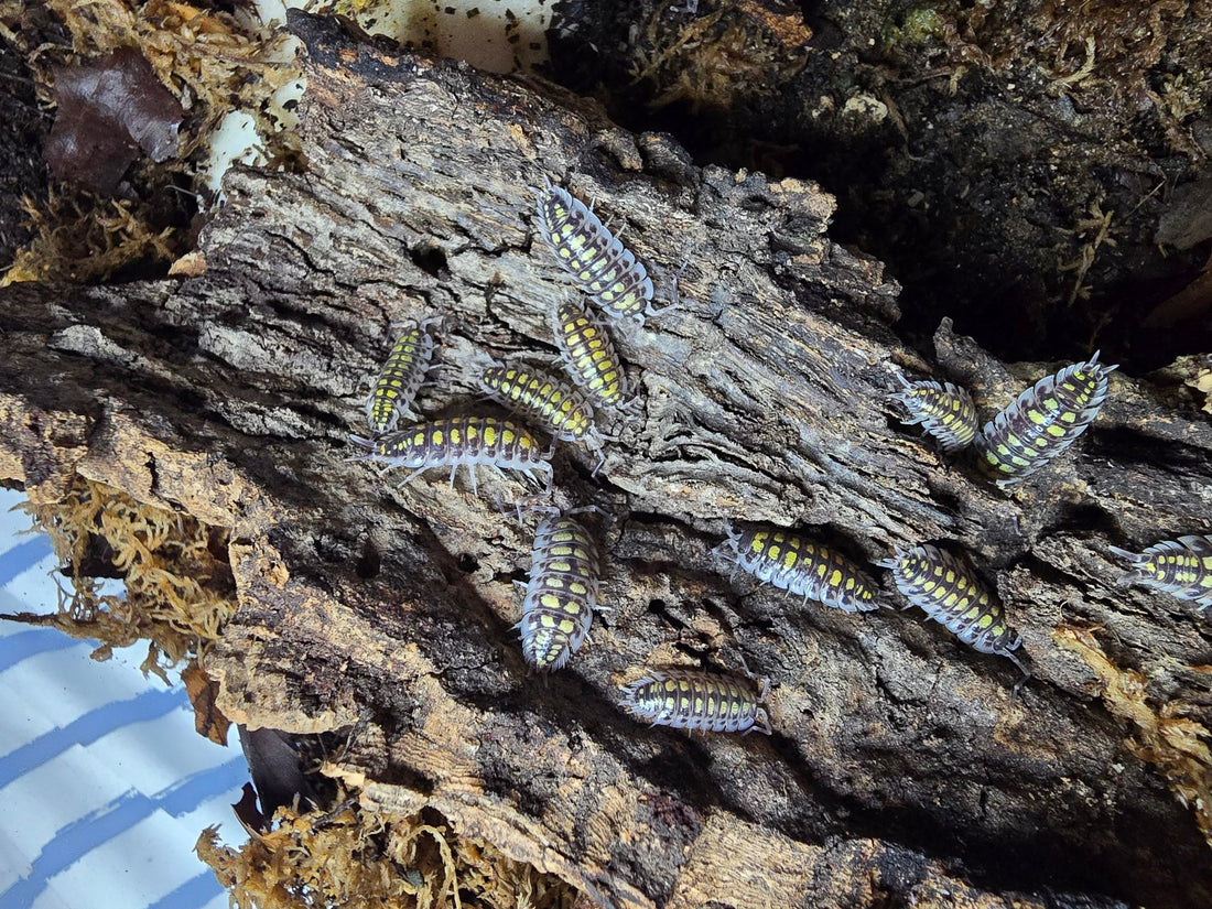 Haasi high yellow isopods