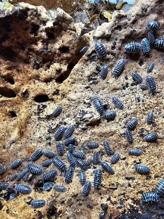 Zebra isopods