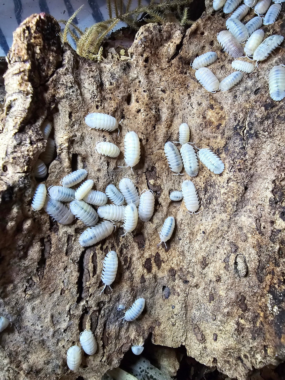 Thai blue angel isopods