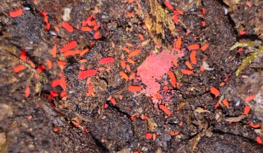 Thai Red Springtails in the Wild