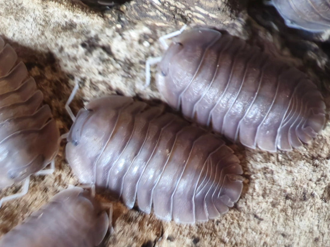 Soil isopods