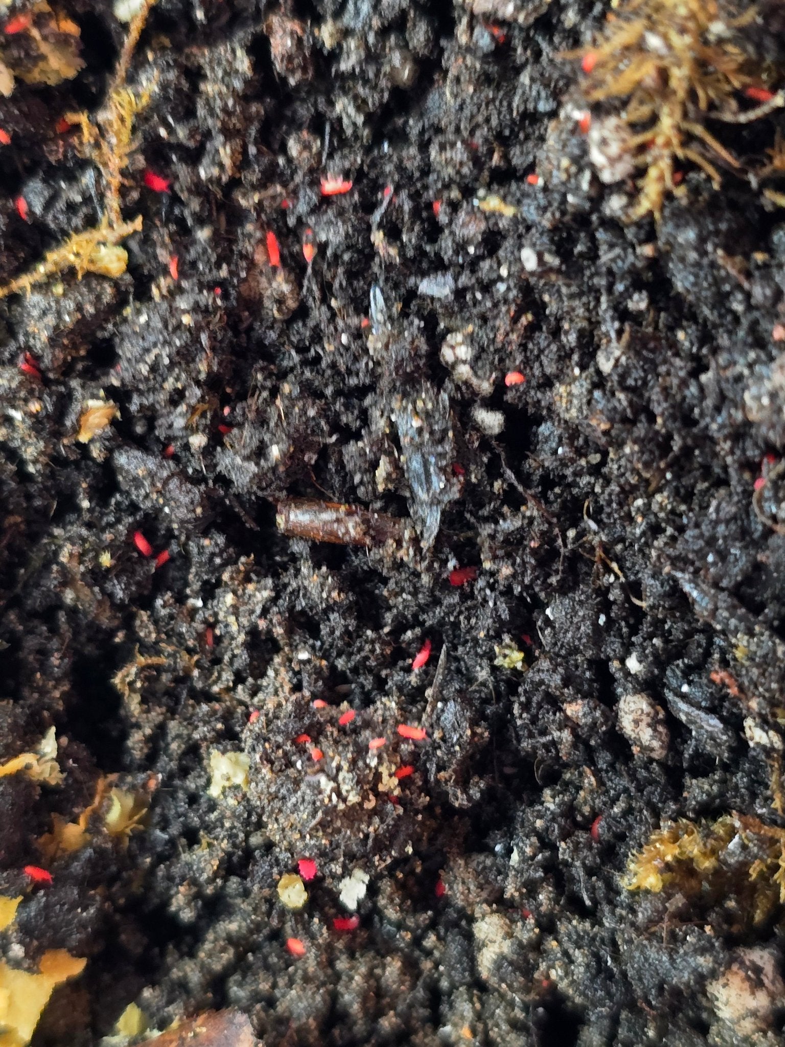 Thai Red Springtail Care - Isopods For Sale UK I PostPods