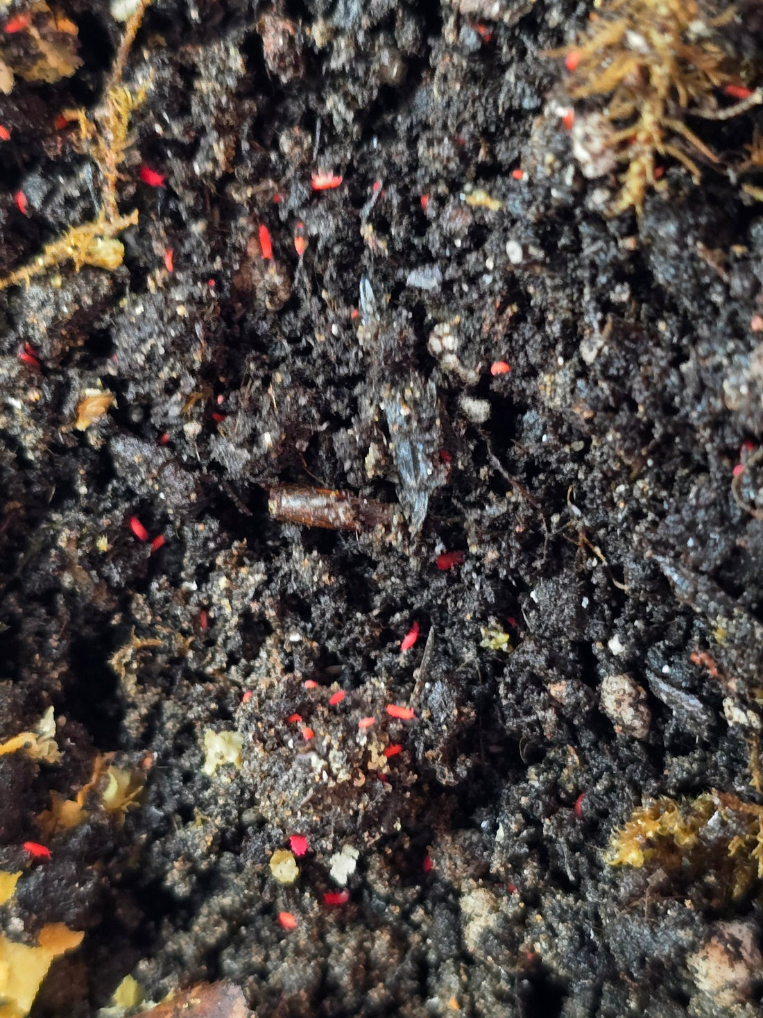 Thai red springtails