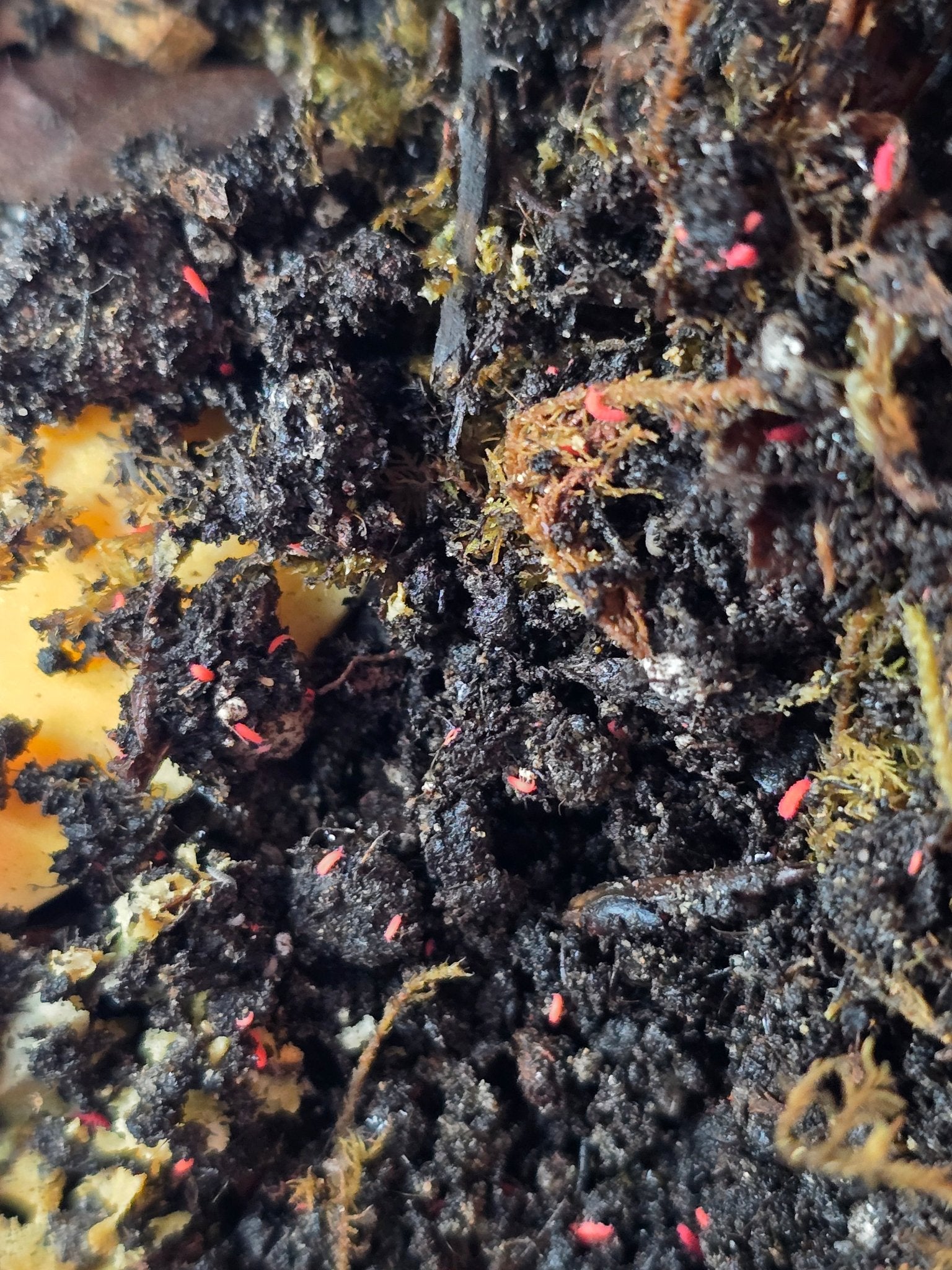 Postpods Blog | Keeping Thai Red Springtails