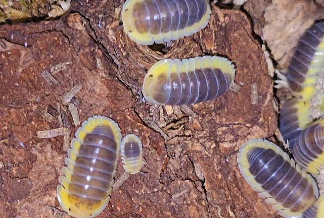 Lemon blue isopods