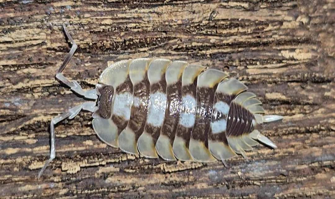 Porcellio expansus isopods