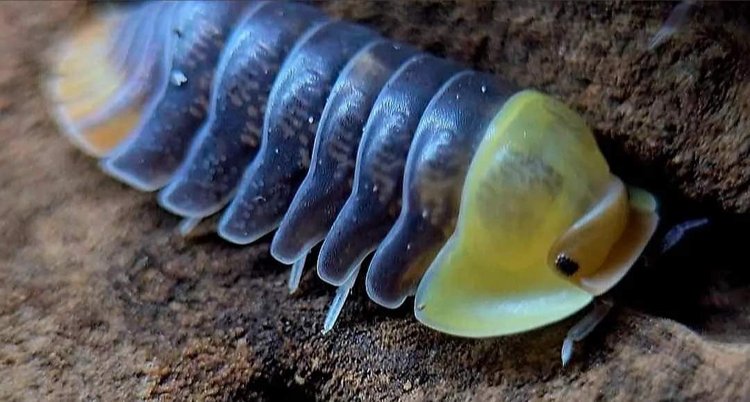 Rubber ducky isopods