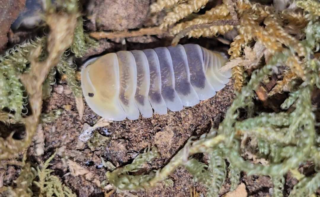 Jupiter isopods