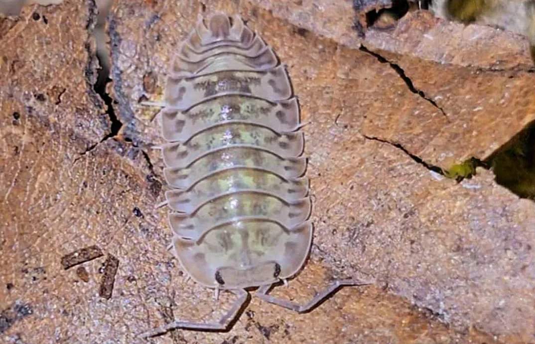 Sp camouflage isopods