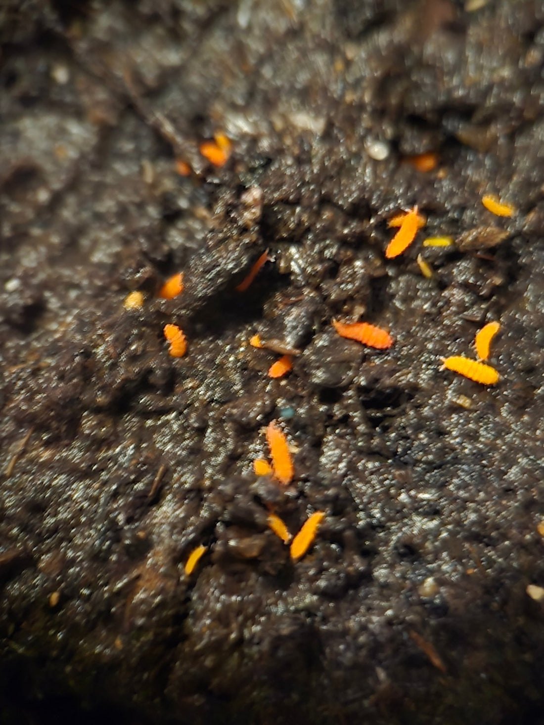 Orange springtails