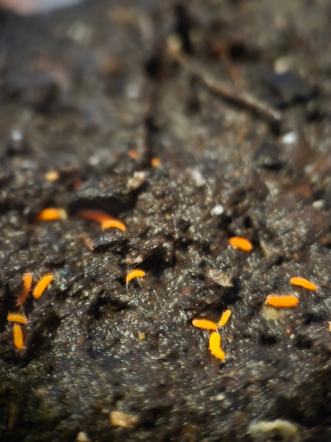 Orange springtails