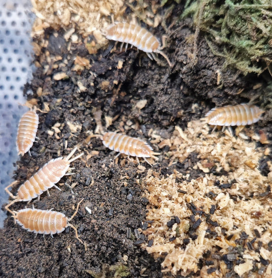 Giant isopods for sale