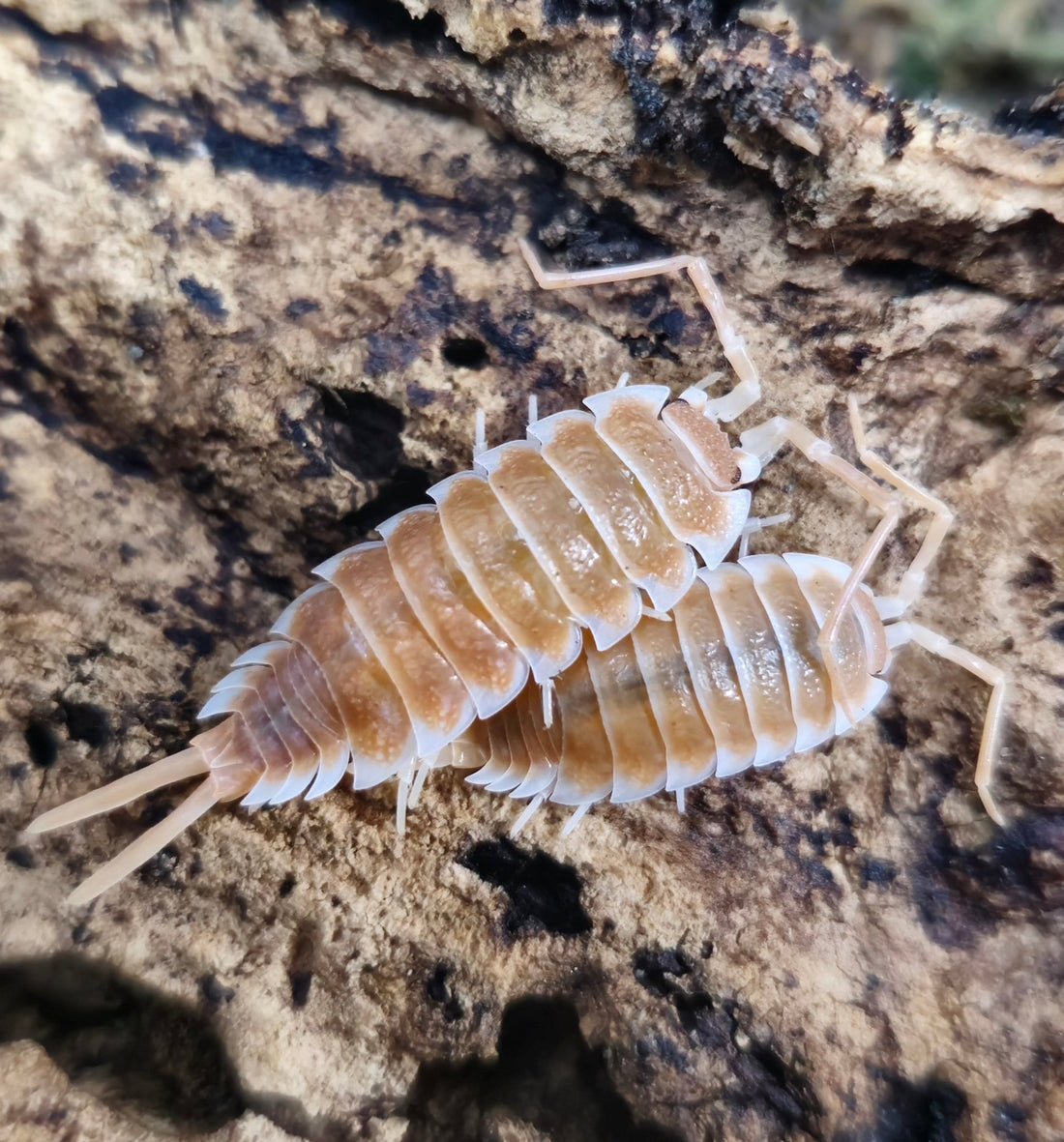 Giant isopods