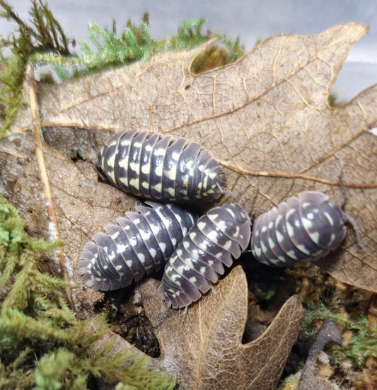 Giant isopods for sale